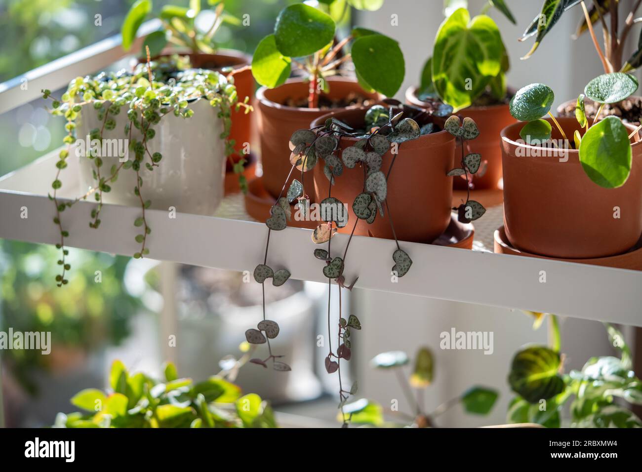 Small sprouts plants in terracotta pots after transplanting at home. Indoor gardening, plant lovers. Stock Photo