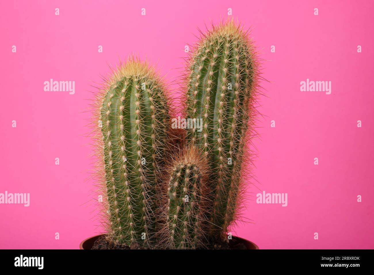 Beautiful green cactus on pink background. Tropical plant Stock Photo