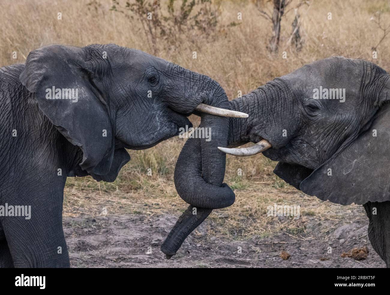 African Elephant in Hwange National Park in Zambabwe. Stock Photo