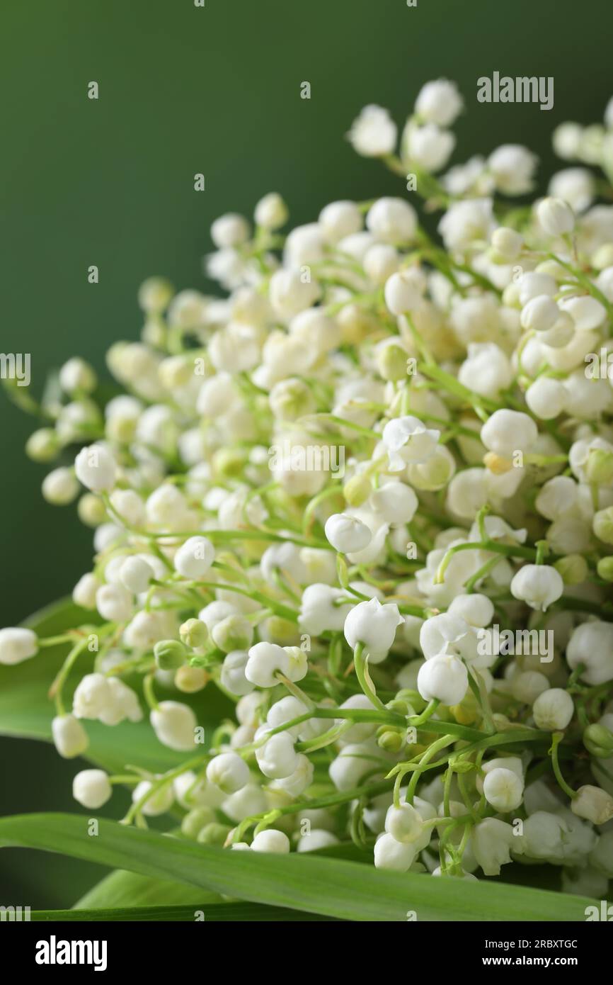 Beautiful lily of the valley flowers on blurred green background ...