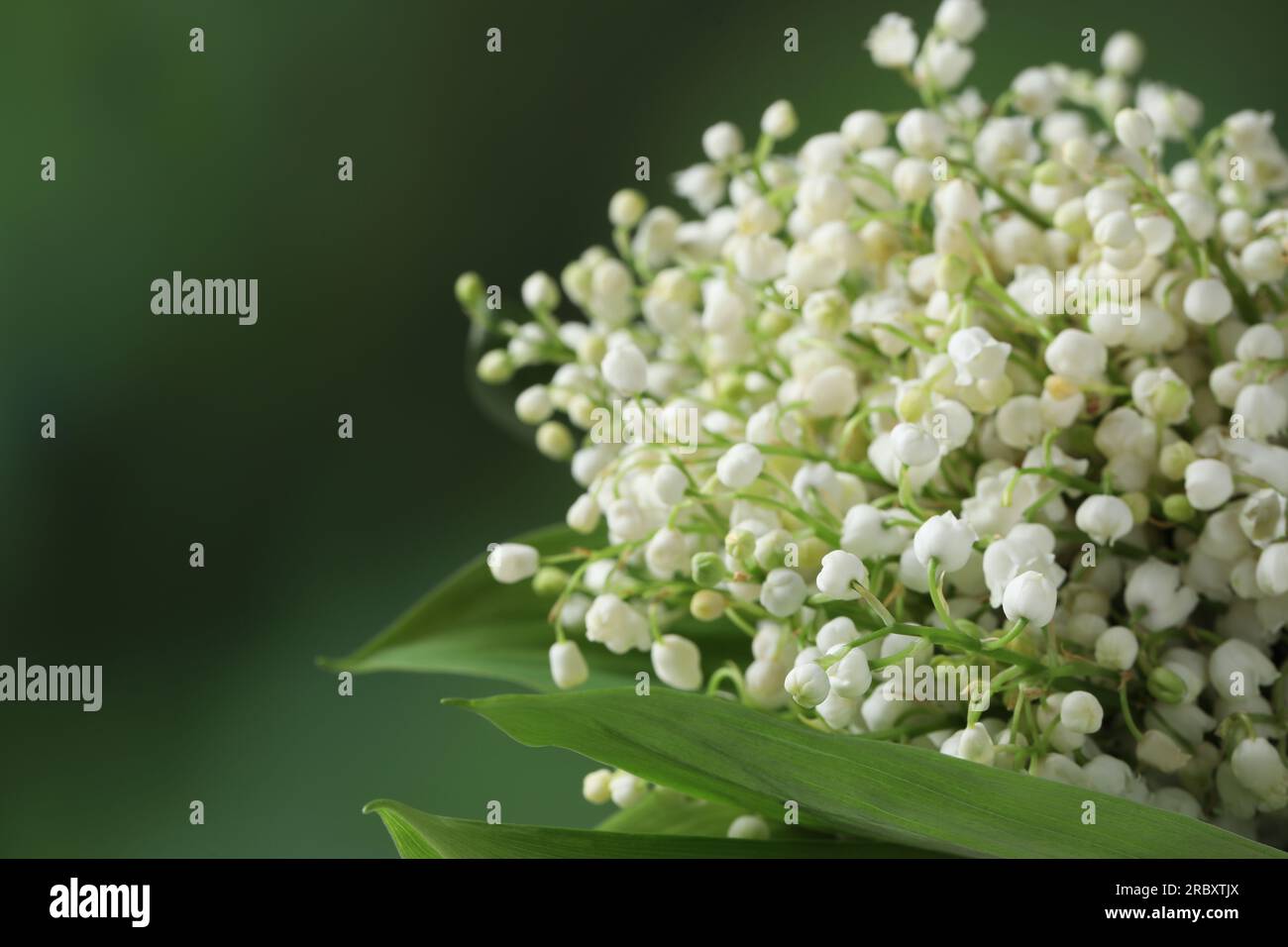 Beautiful lily of the valley flowers on blurred green background ...