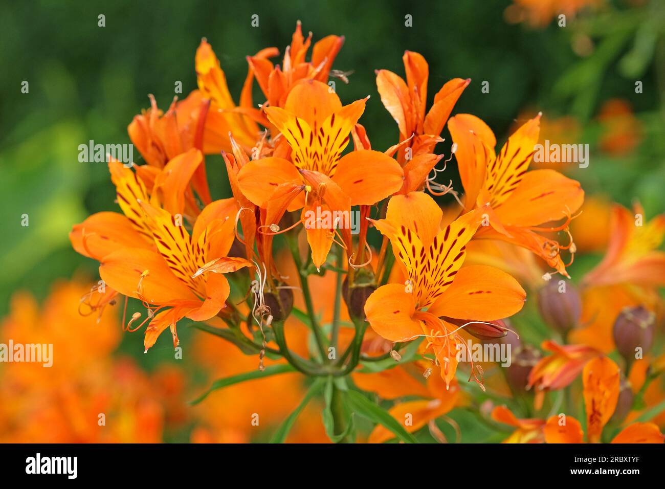 Alstroemeria Peruvian Lily 'Orange King' in flower Stock Photo