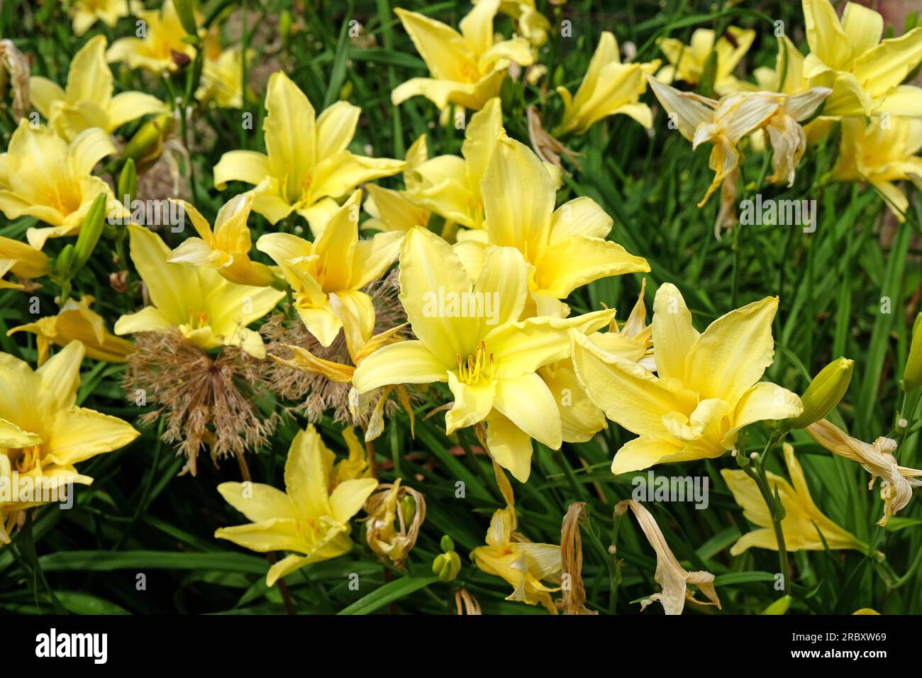 Hemerocallis hybrid daylily ÔSunshine YellowÕ in flower. Stock Photo