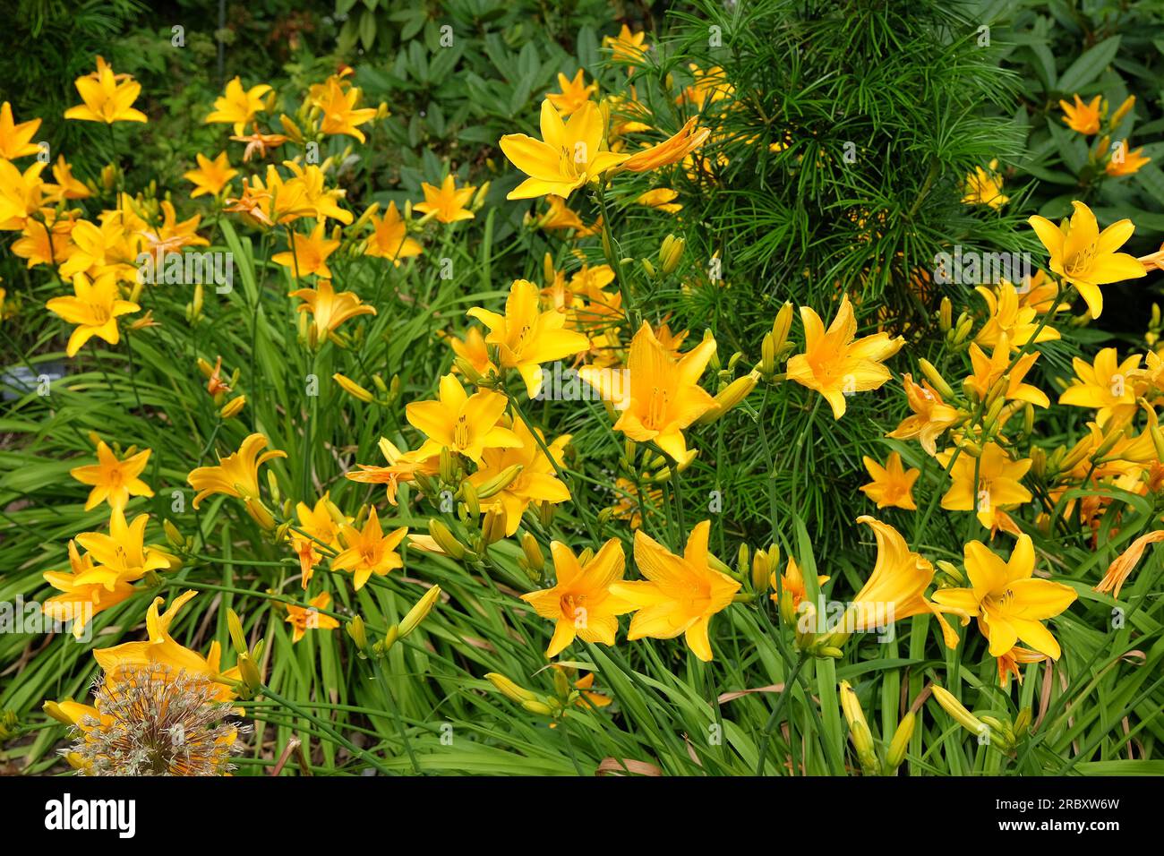 Hemerocallis hybrid daylily  'Aztec Gold'  in flower. Stock Photo