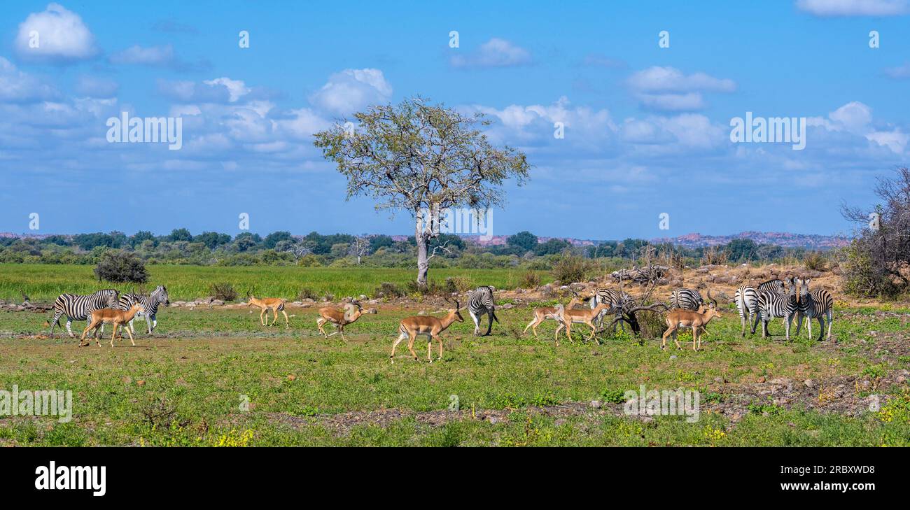 Zebras and Impalas at Mashatu Euphorbia Game Reserve in Botswana. Stock Photo