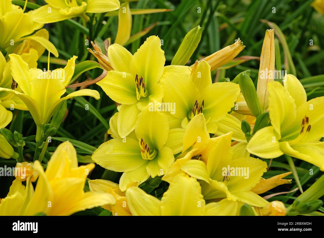 Hemerocallis hybrid daylily 'Green Flutter' in flower. Stock Photo