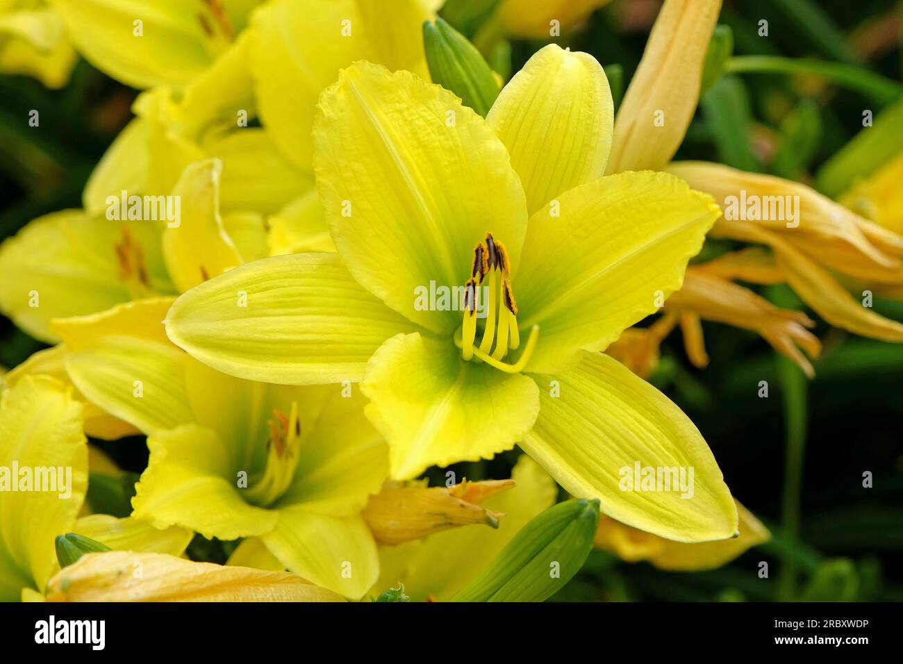 Hemerocallis hybrid daylily 'Green Flutter' in flower. Stock Photo