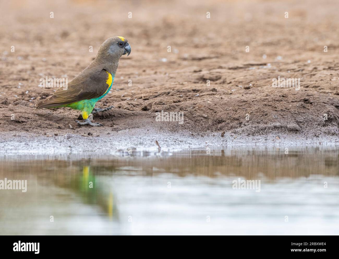 Meyer's Parrot at Mashatu Euphorbia Game Reserve in Botswana. Stock Photo