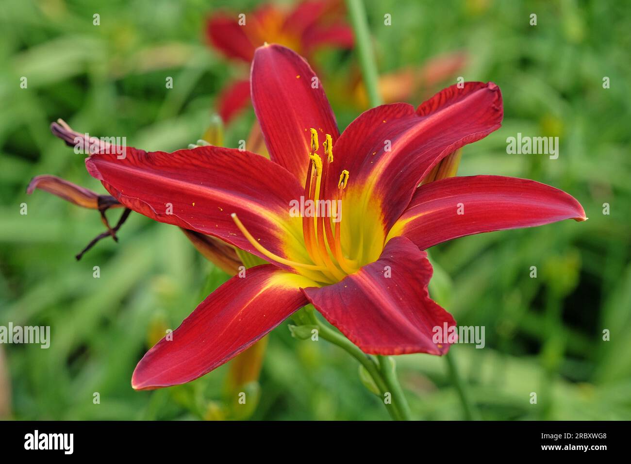 Hemerocallis hybrid daylily 'Stafford' in flower. Stock Photo