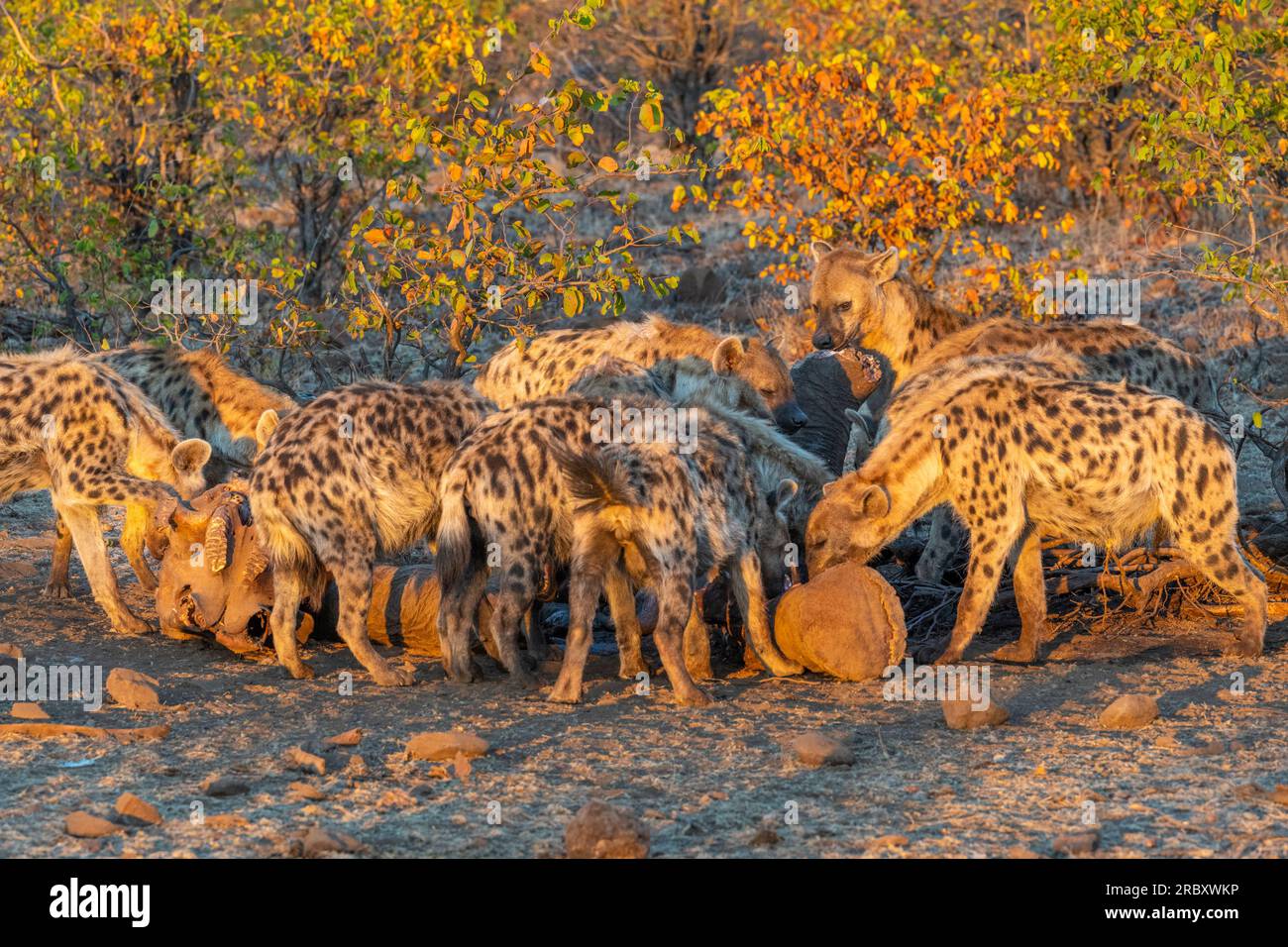 Spotted Hyenas eating elephant carcass at Mashatu Euphorbia Game