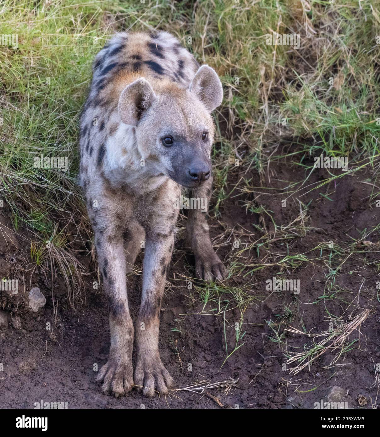 Spotted Hyenas eating elephant carcass at Mashatu Euphorbia Game