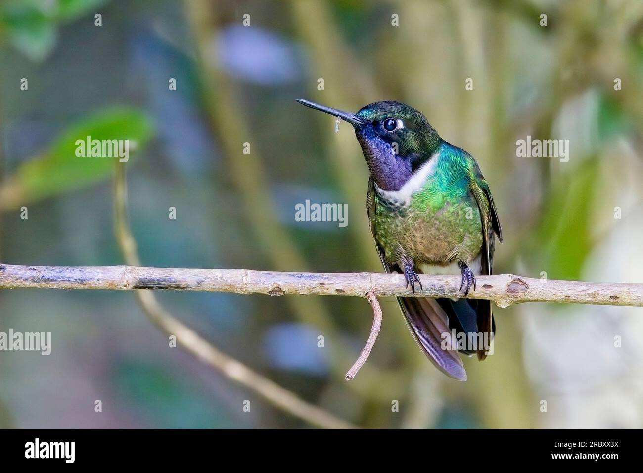 Longuemare's Sunangel hummingbird, (Heliangelus clarisse), perched on a branch, near Bogota, Colombia. Stock Photo