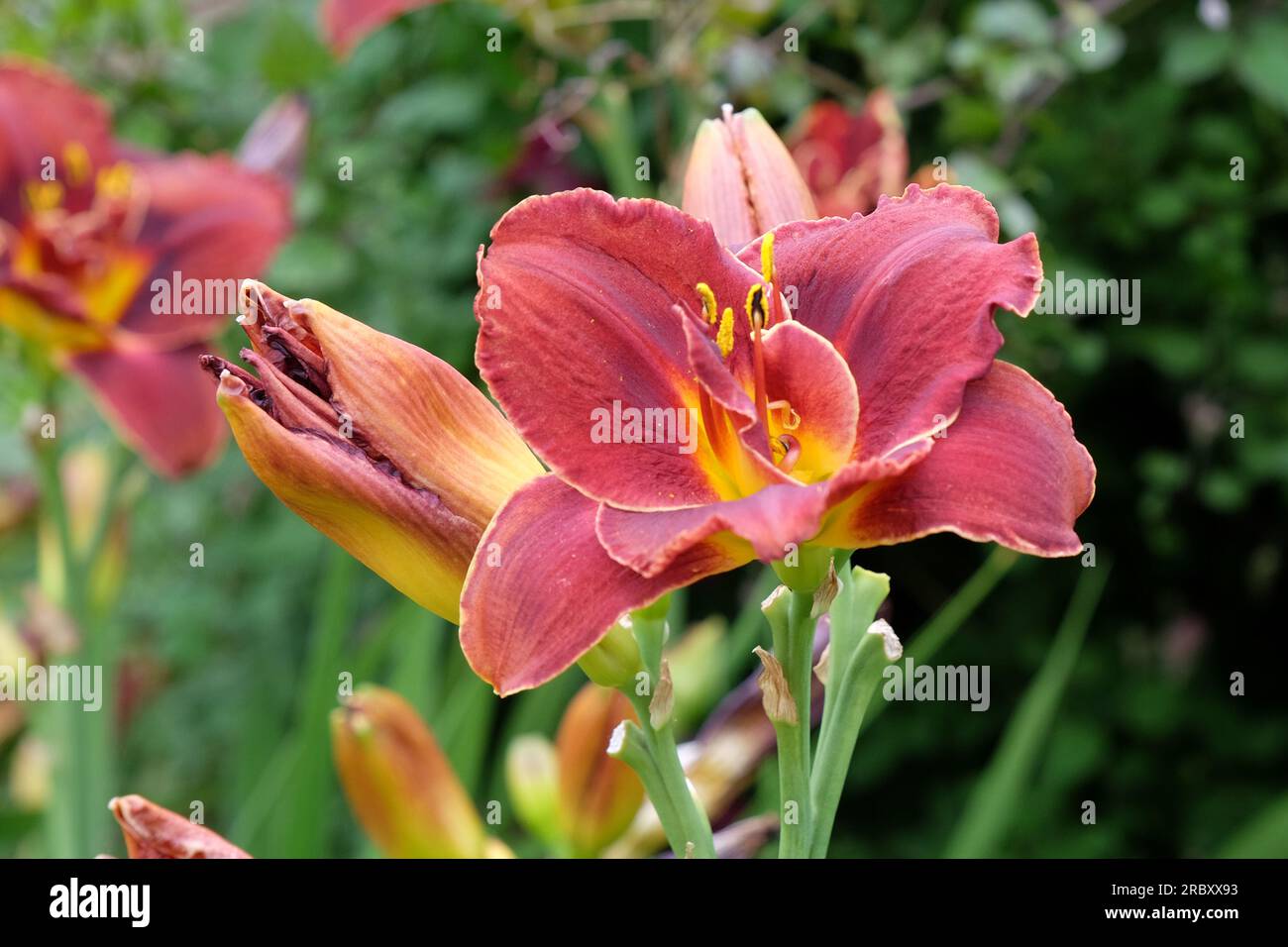 Hemerocallis hybrid daylily 'Night Embers' in flower. Stock Photo