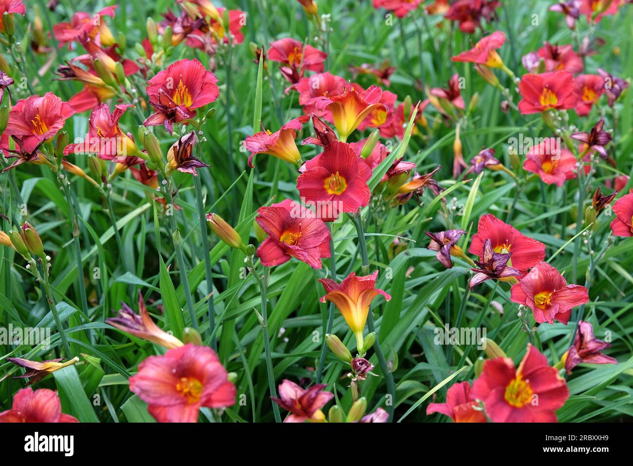 Hemerocallis hybrid daylily  'Little Zinger' in flower. Stock Photo