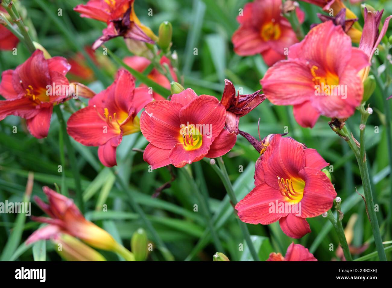 Hemerocallis hybrid daylily  'Little Zinger' in flower. Stock Photo