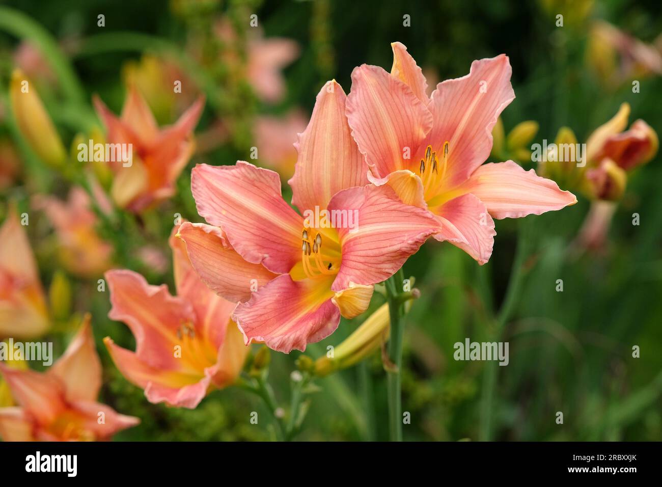 Hemerocallis hybrid daylily 'Corryton Pink' in flower. Stock Photo