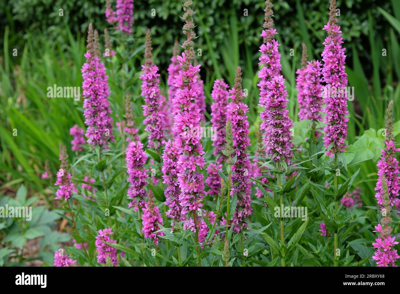 Purple spiked Loosestrife in flower. Stock Photo
