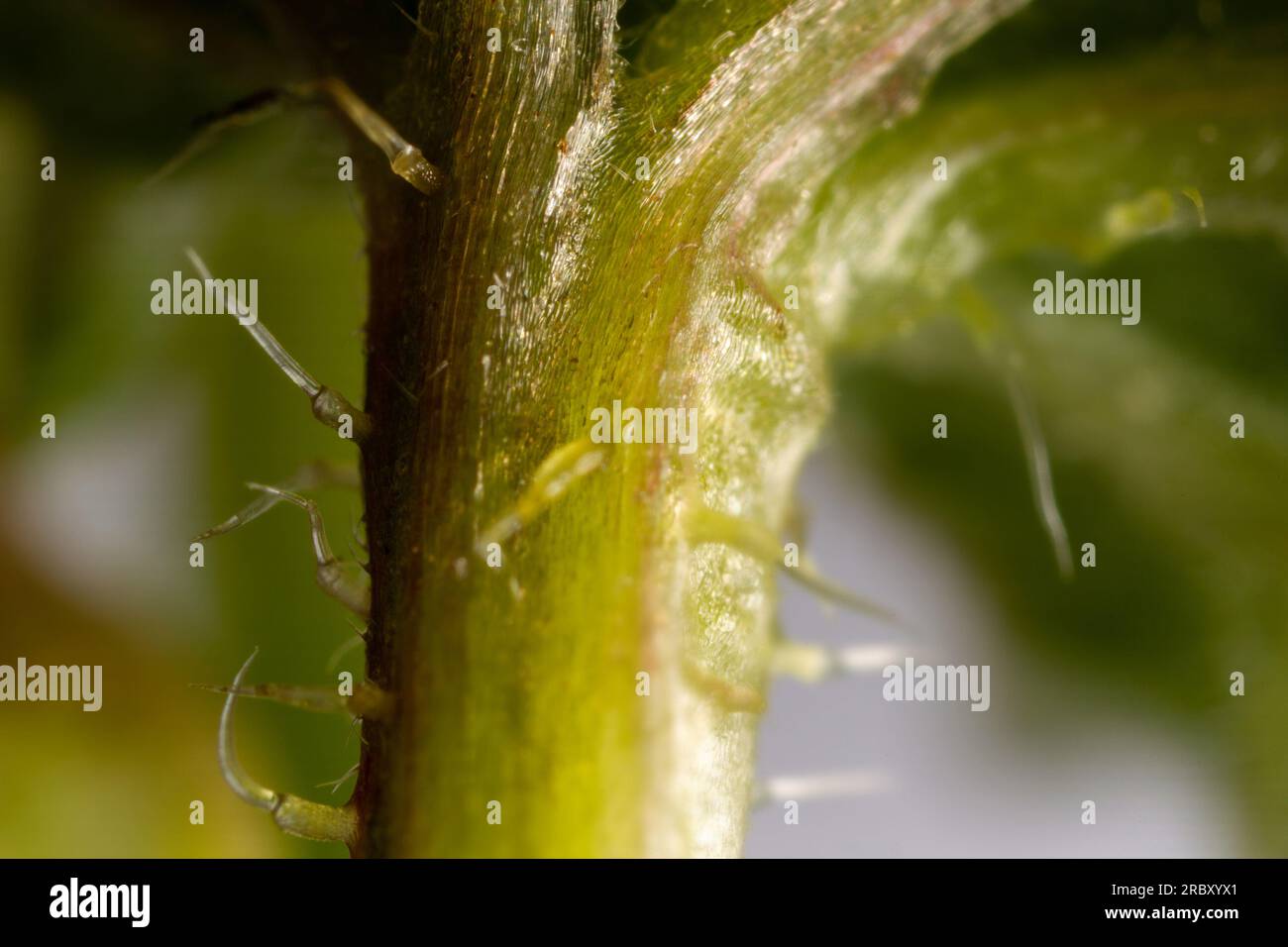 Urticating hair (stimulus, cnida) of nettle. Visible glandular