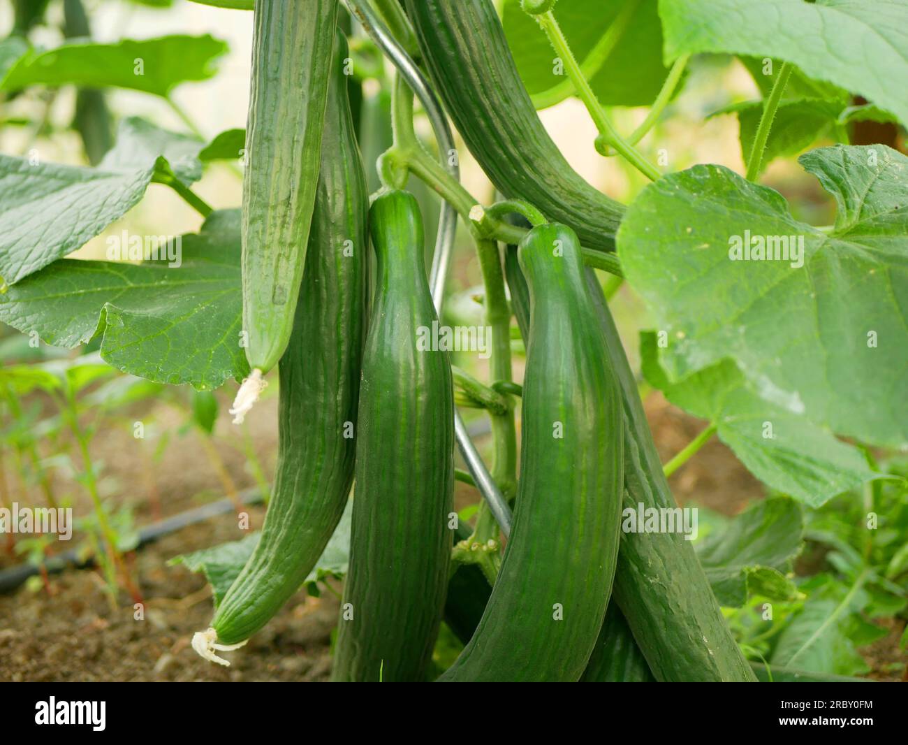 Cucumber english Cucumis sativus seedless bio green harvest farmer