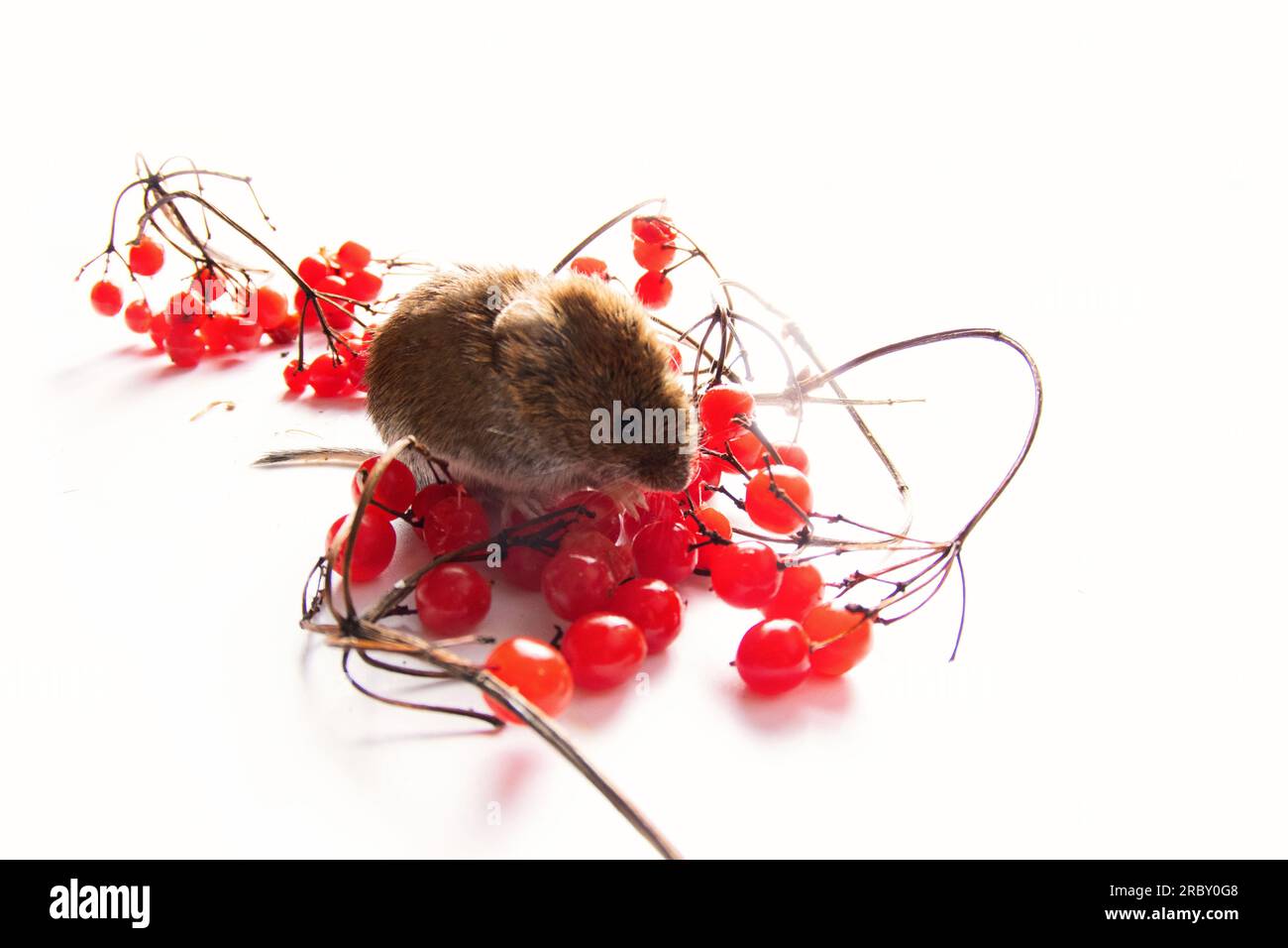 Boreal forests Gray-sided vole (Clethrionomys rufocanus) and ripe red European dogwood (Viburnum opulus) berries are the preferred food. Isolated on w Stock Photo