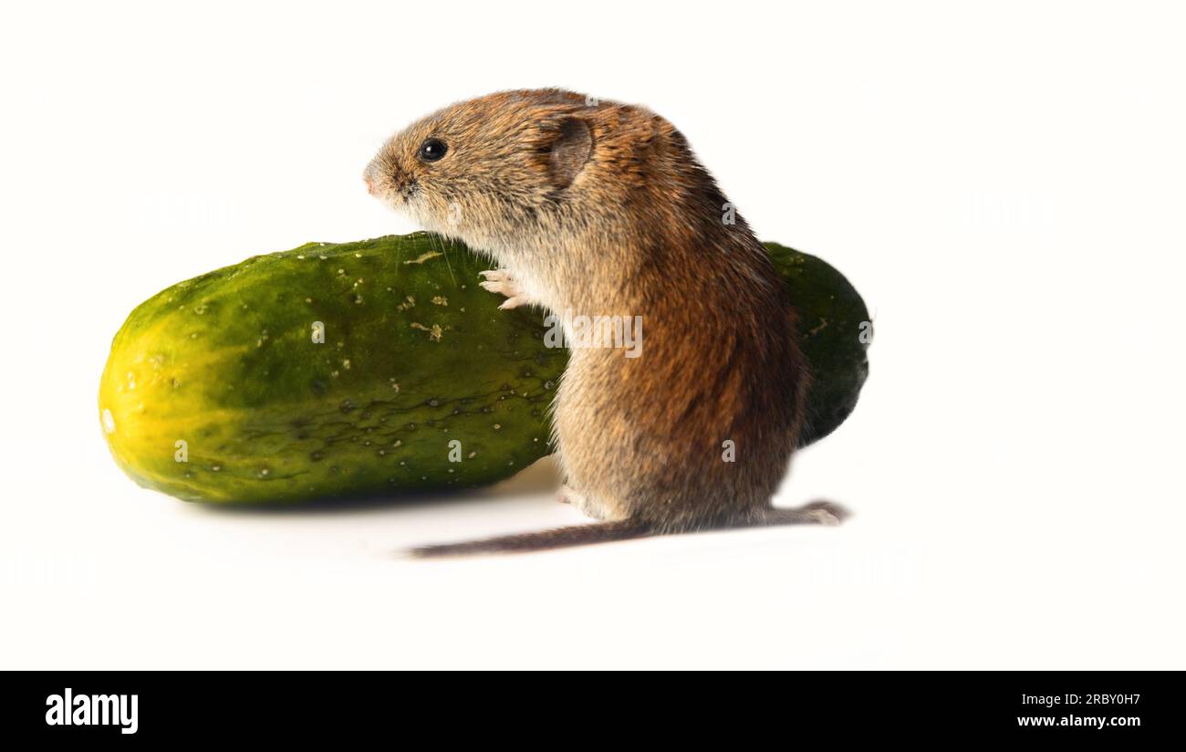 Mice severely damage vegetables in vegetable storages. Red-backed Vole with cucumber on a white background Stock Photo