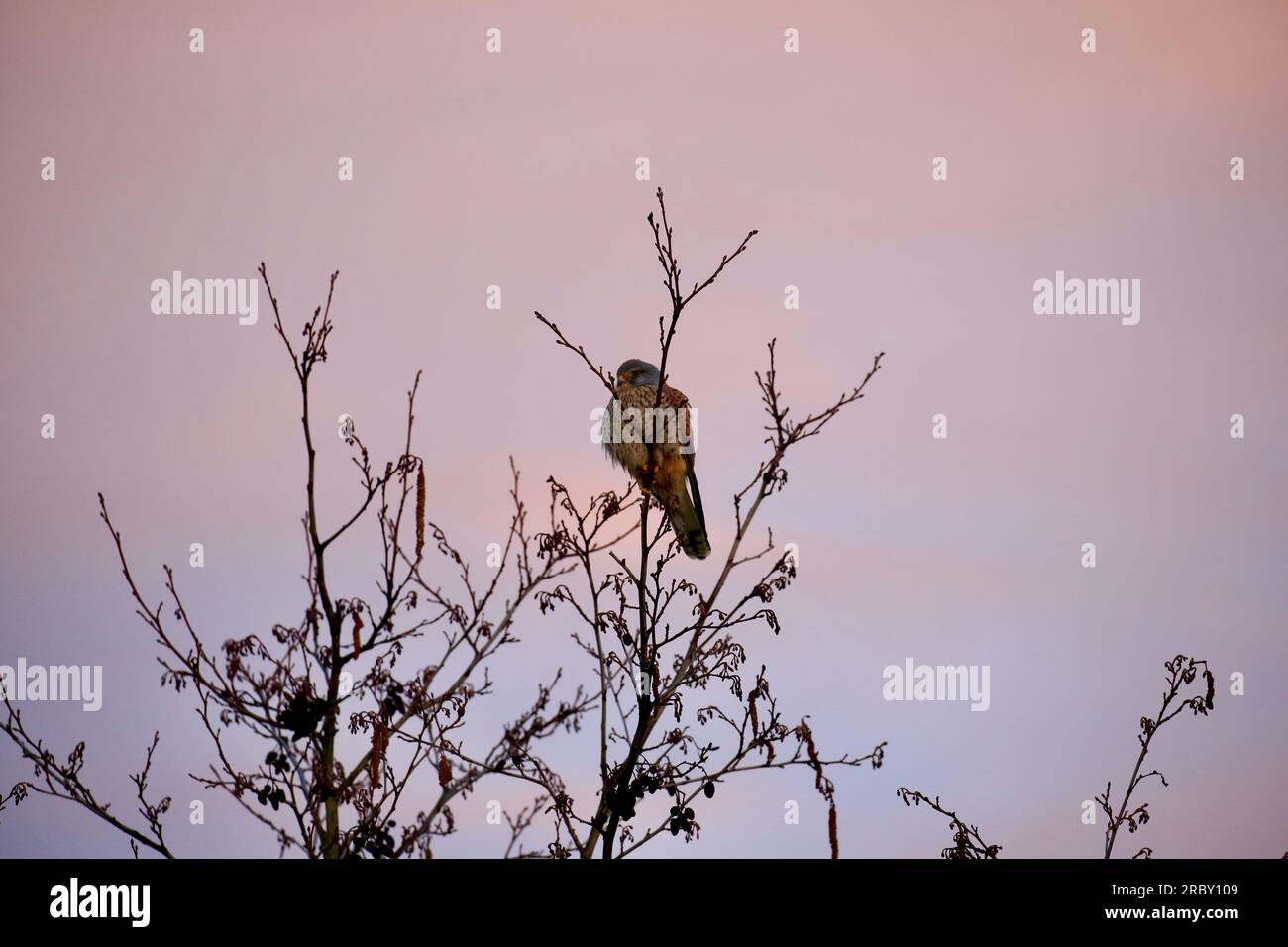 male kestrel perched in a tree Stock Photo