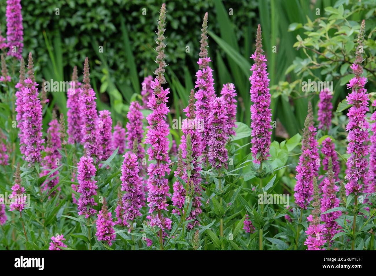 Purple spiked Loosestrife in flower. Stock Photo