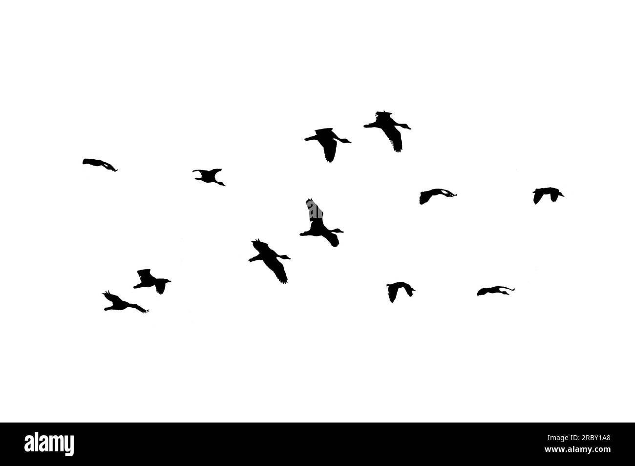 flock of birds backlit isolate Stock Photo