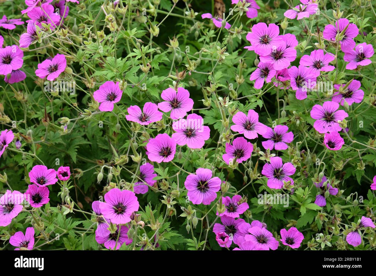 Hardy geranium 'Giuseppii' in flower. Stock Photo