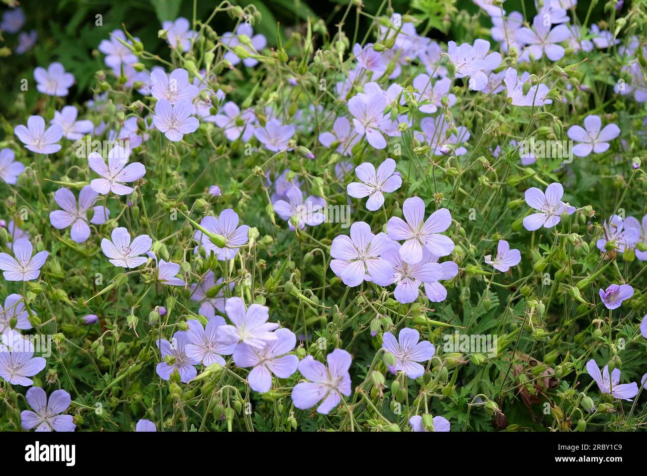 Hardy geranium 'Blue Cloud' in flower. Stock Photo