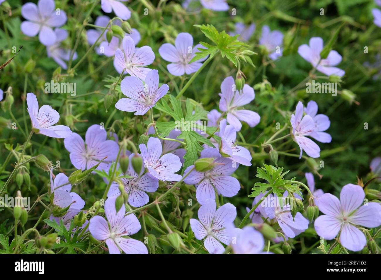 Hardy geranium 'Blue Cloud' in flower. Stock Photo
