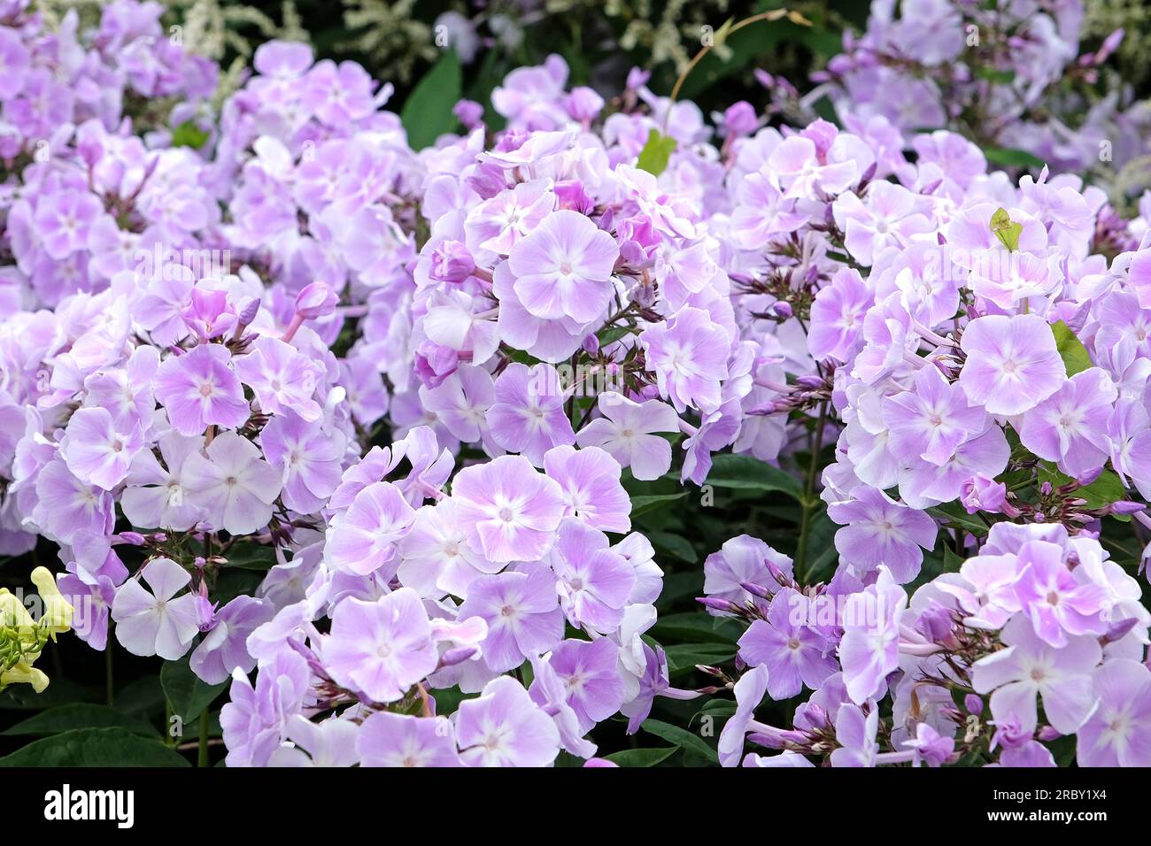 Pale purple Garden phlox 'Violetta Gloriosa' in flower. Stock Photo