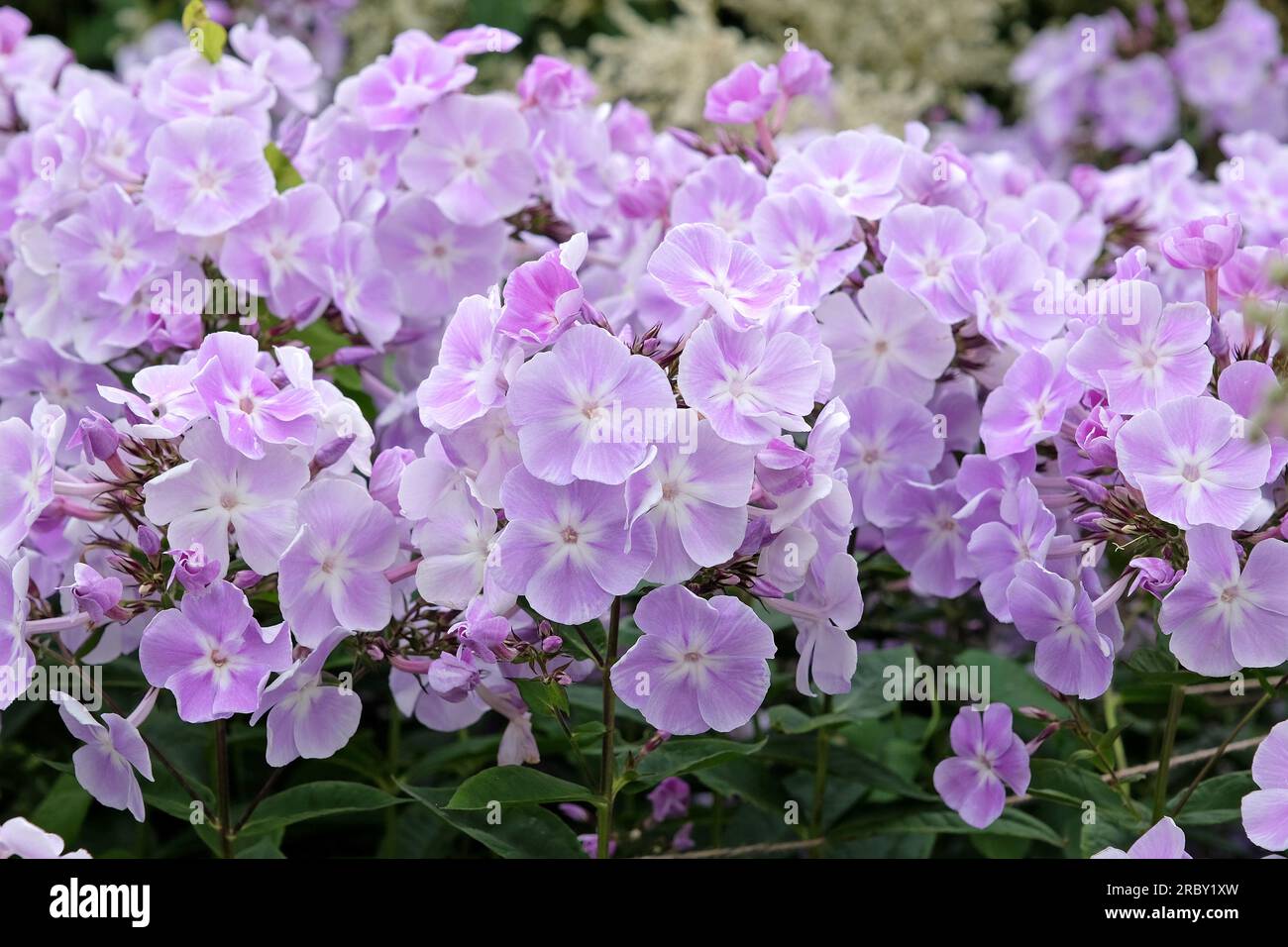 Pale purple Garden phlox 'Violetta Gloriosa' in flower. Stock Photo