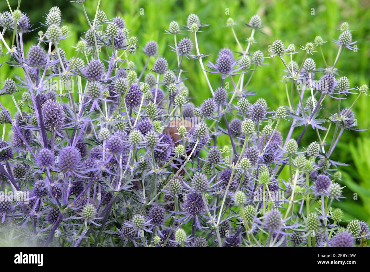 Eryngium Planum 'Blue Glitter' in flower Stock Photo Alamy