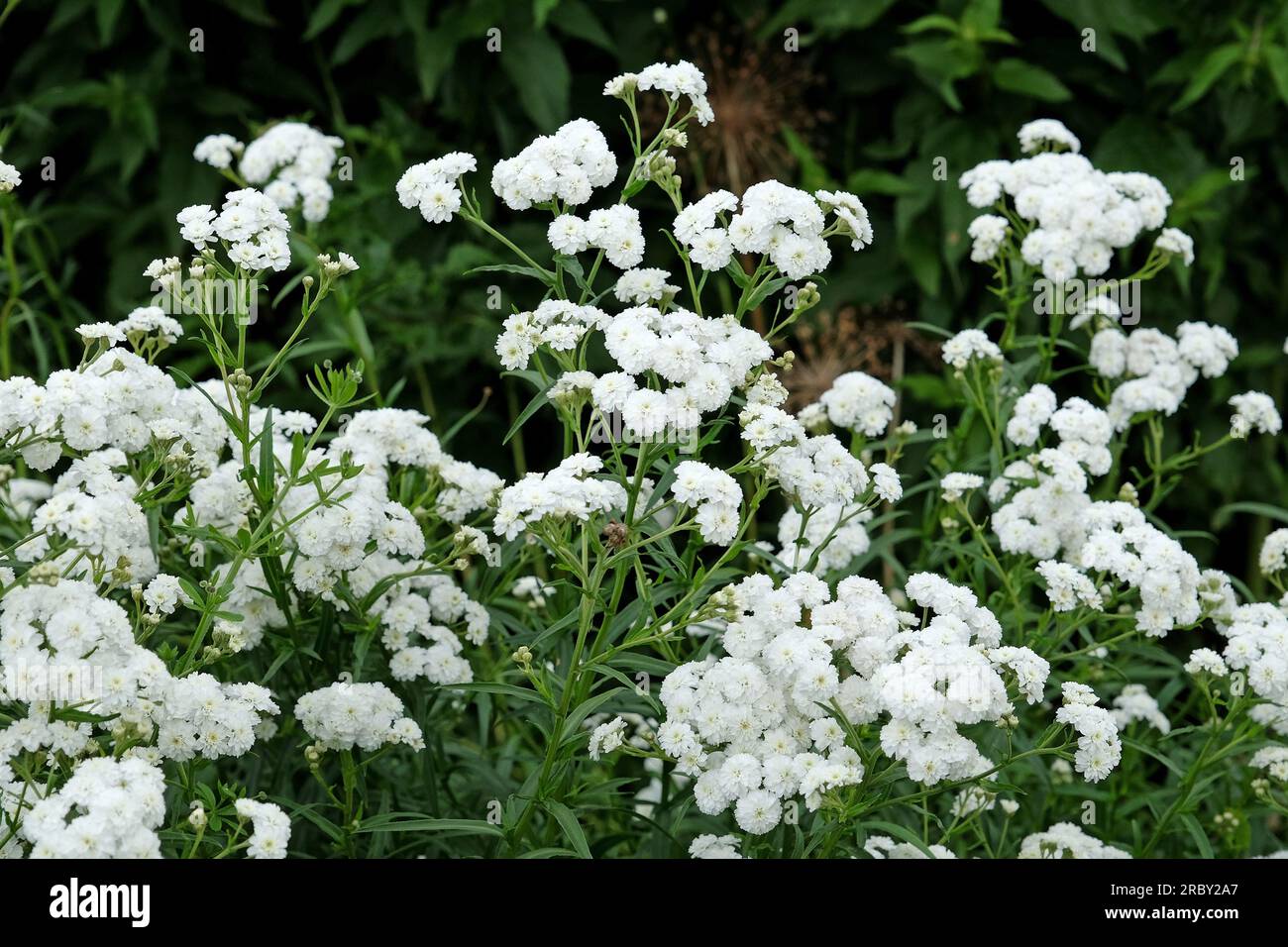 Achillea ptarmica 'Perry's White' in flower. Stock Photo