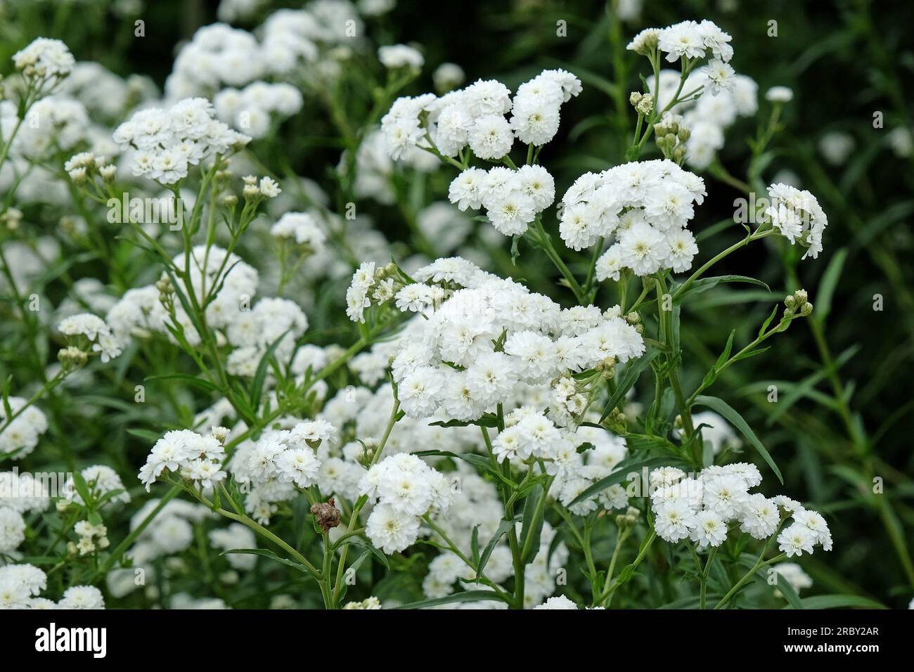 Achillea ptarmica 'Perry's White' in flower. Stock Photo