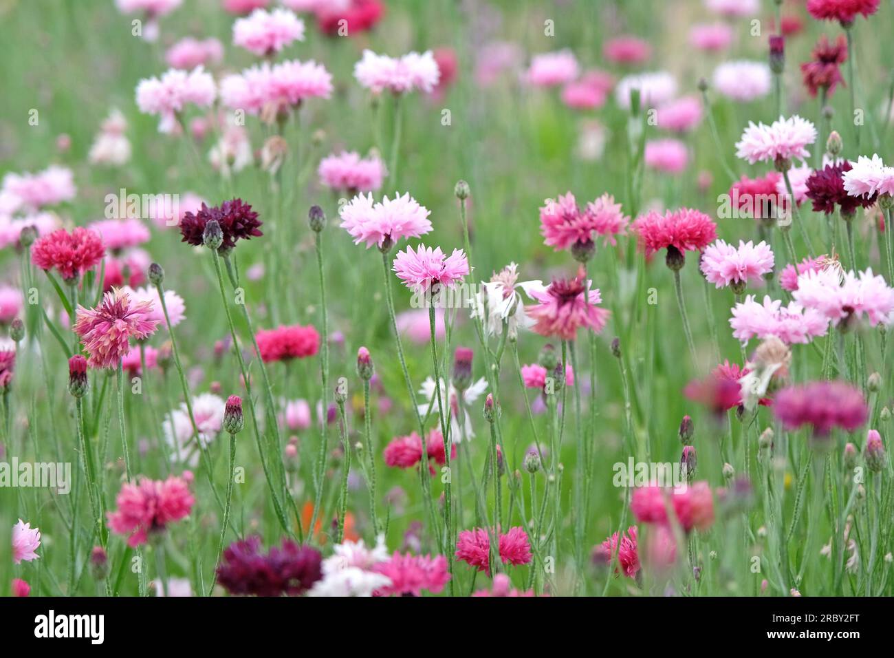 BachelorÕs button cornflower in flower. Stock Photo