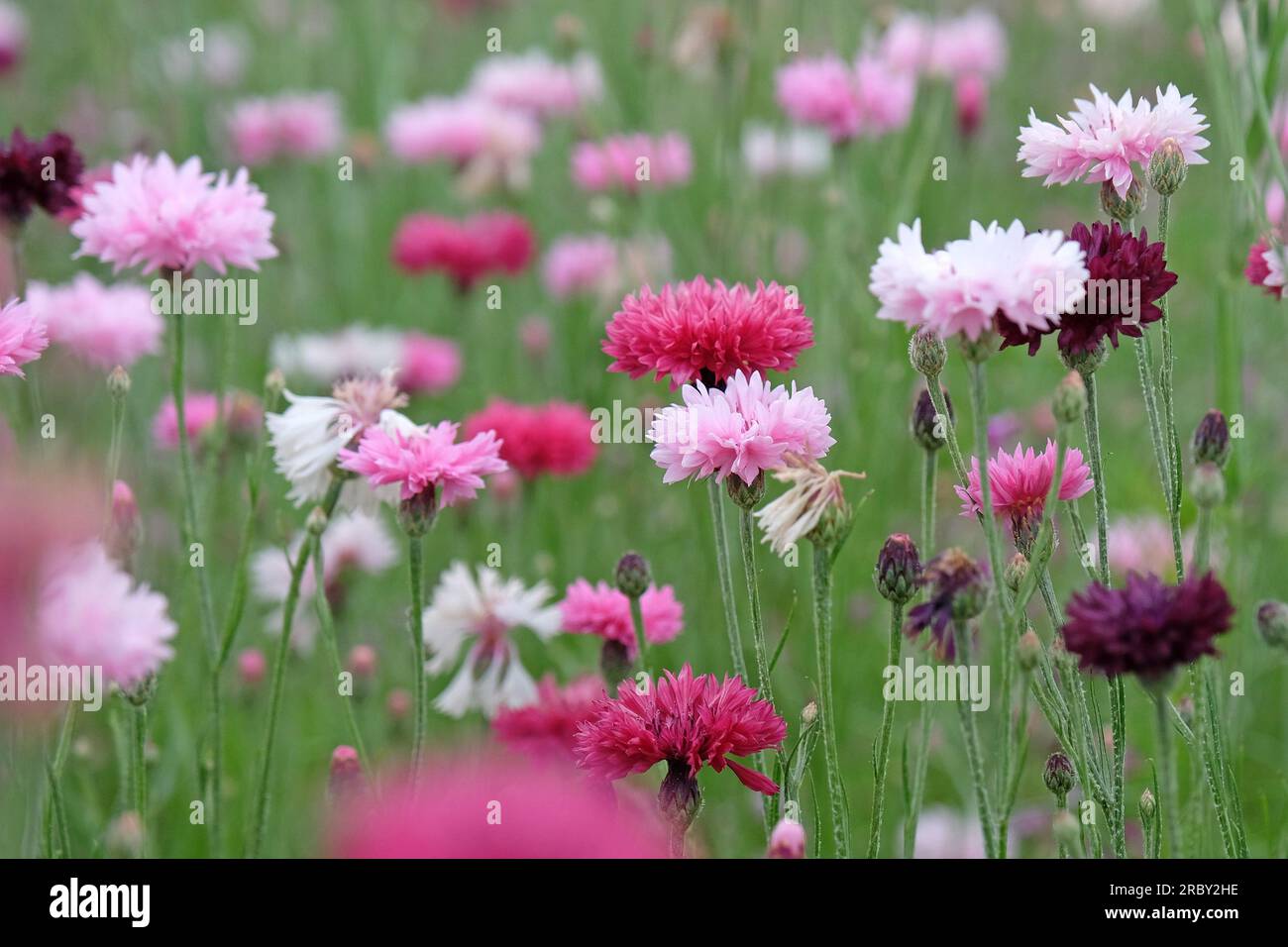BachelorÕs button cornflower in flower. Stock Photo