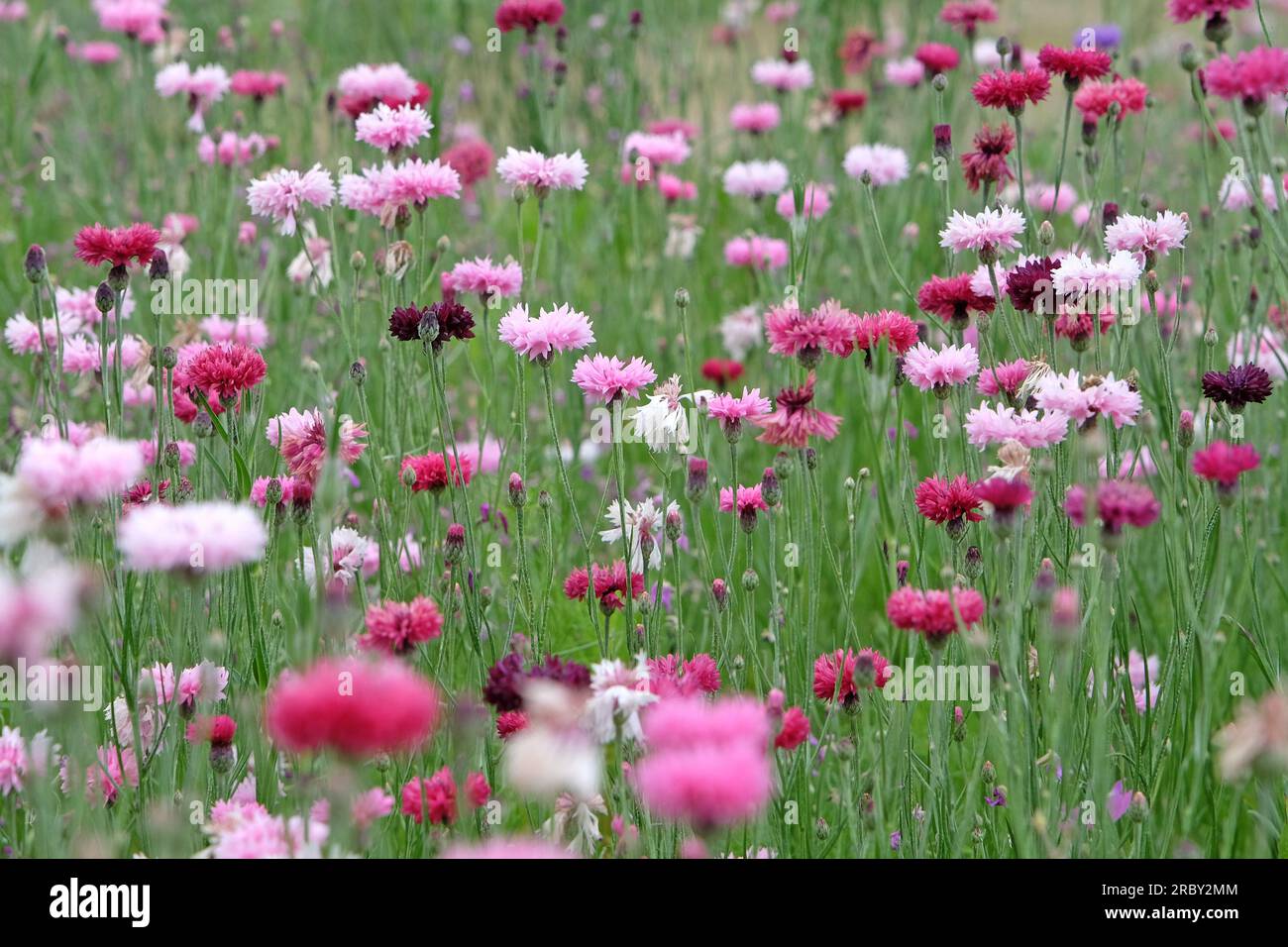 BachelorÕs button cornflower in flower. Stock Photo