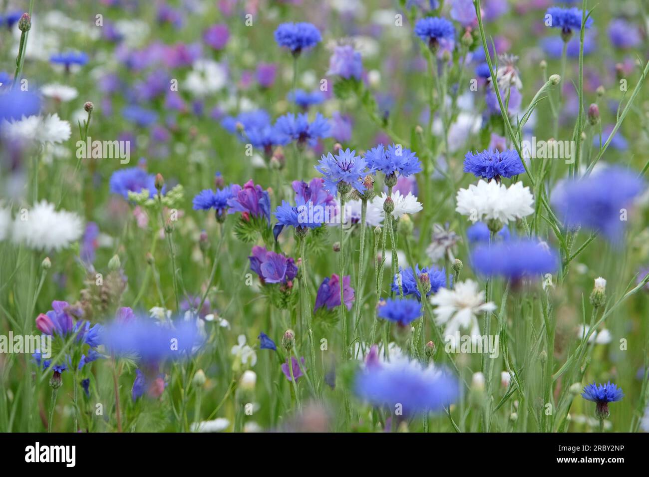 BachelorÕs button cornflower in flower. Stock Photo