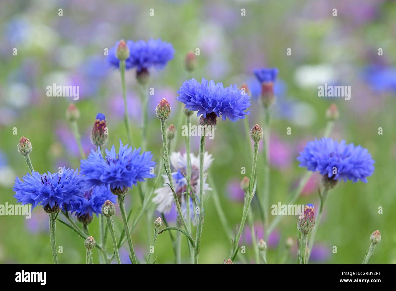 BachelorÕs button cornflower in flower. Stock Photo