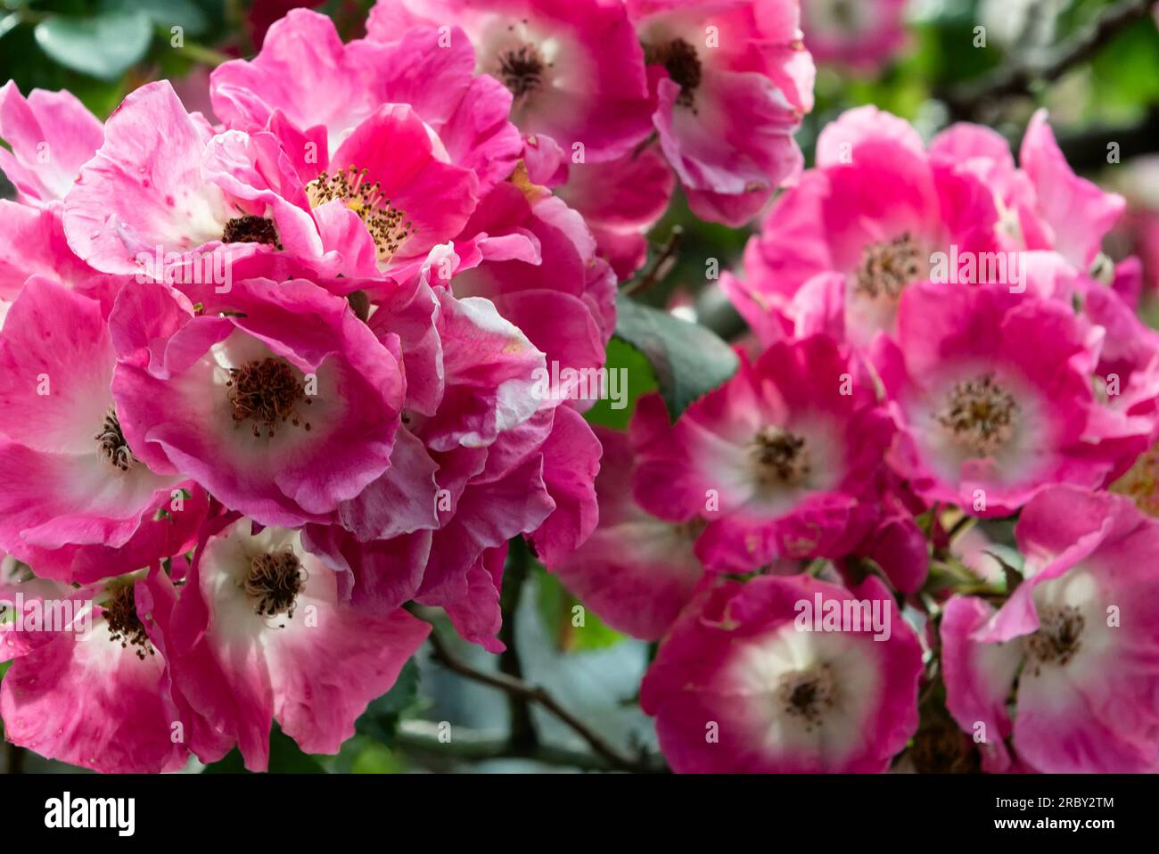 Alpine rose or Rosa pendulina Stock Photo