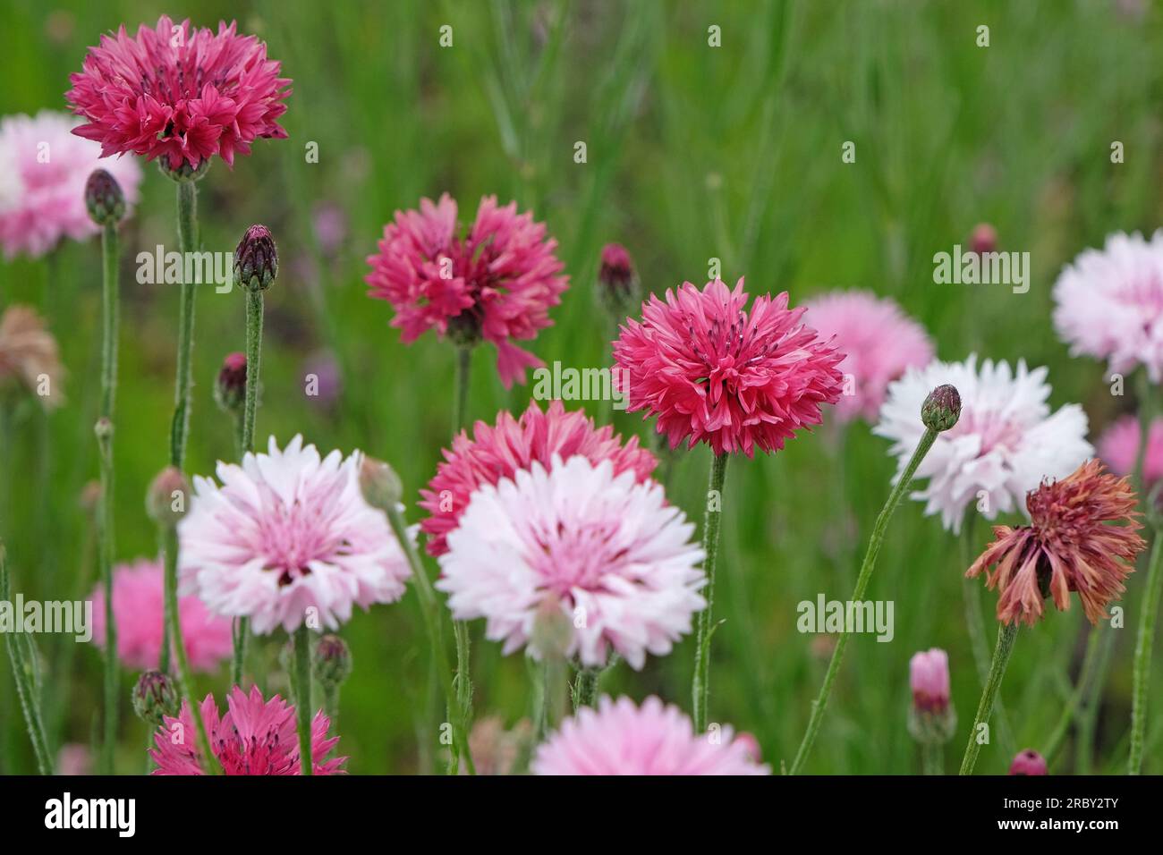 BachelorÕs button cornflower in flower. Stock Photo