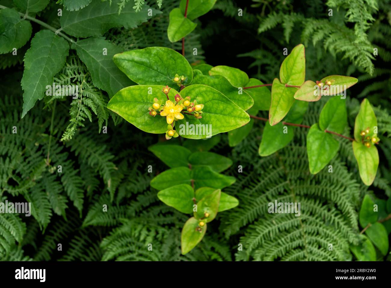 Tutsan plant hi-res stock photography and images - Alamy