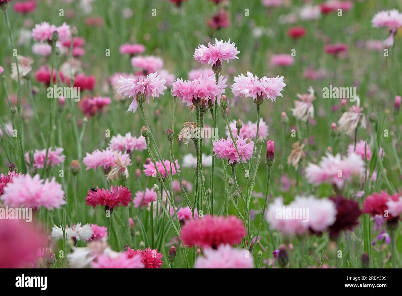 BachelorÕs button cornflower in flower. Stock Photo