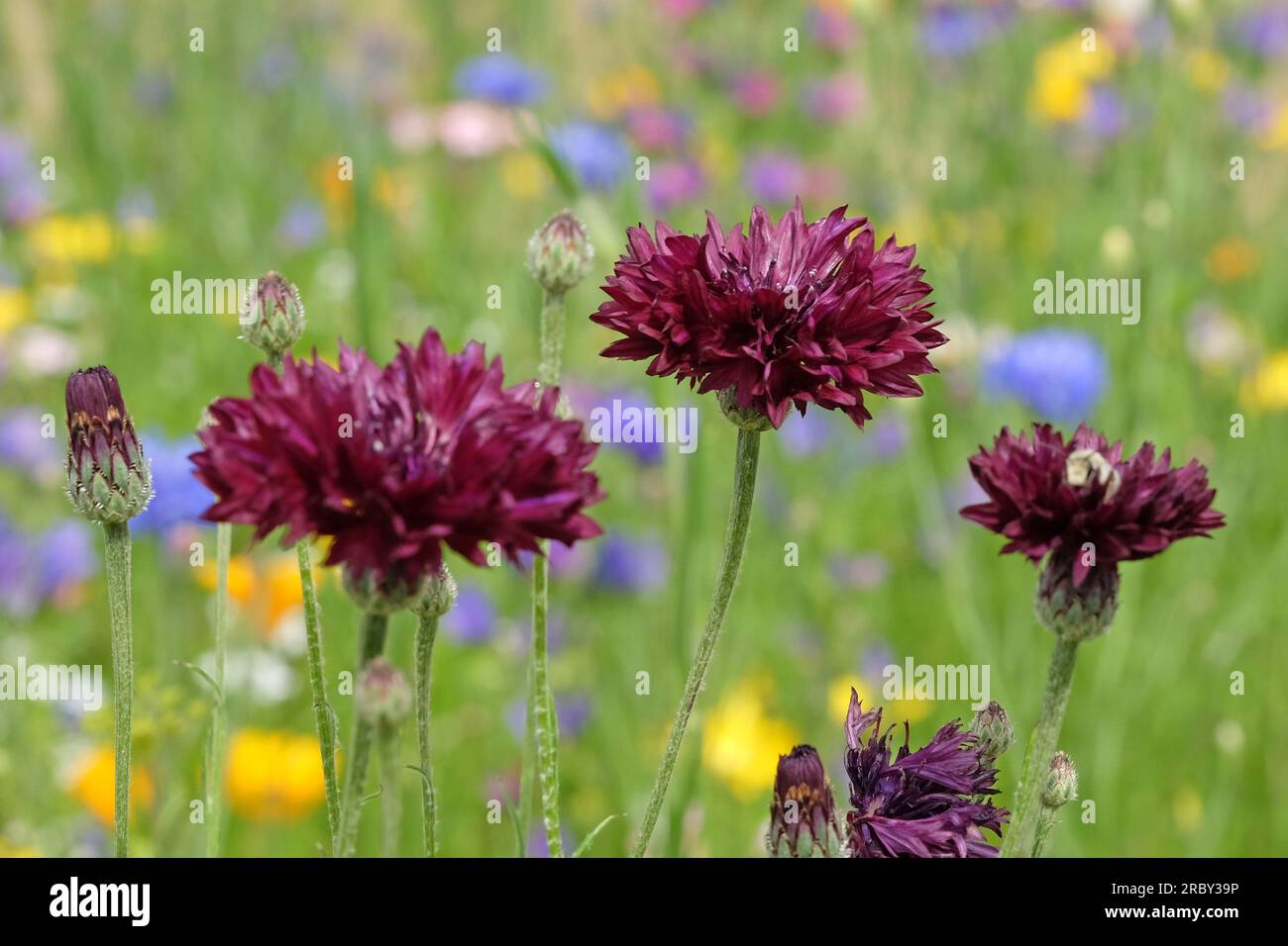 BachelorÕs button cornflower in flower. Stock Photo