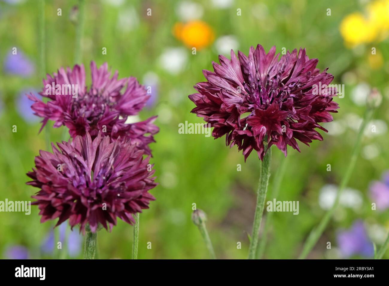 BachelorÕs button cornflower in flower. Stock Photo