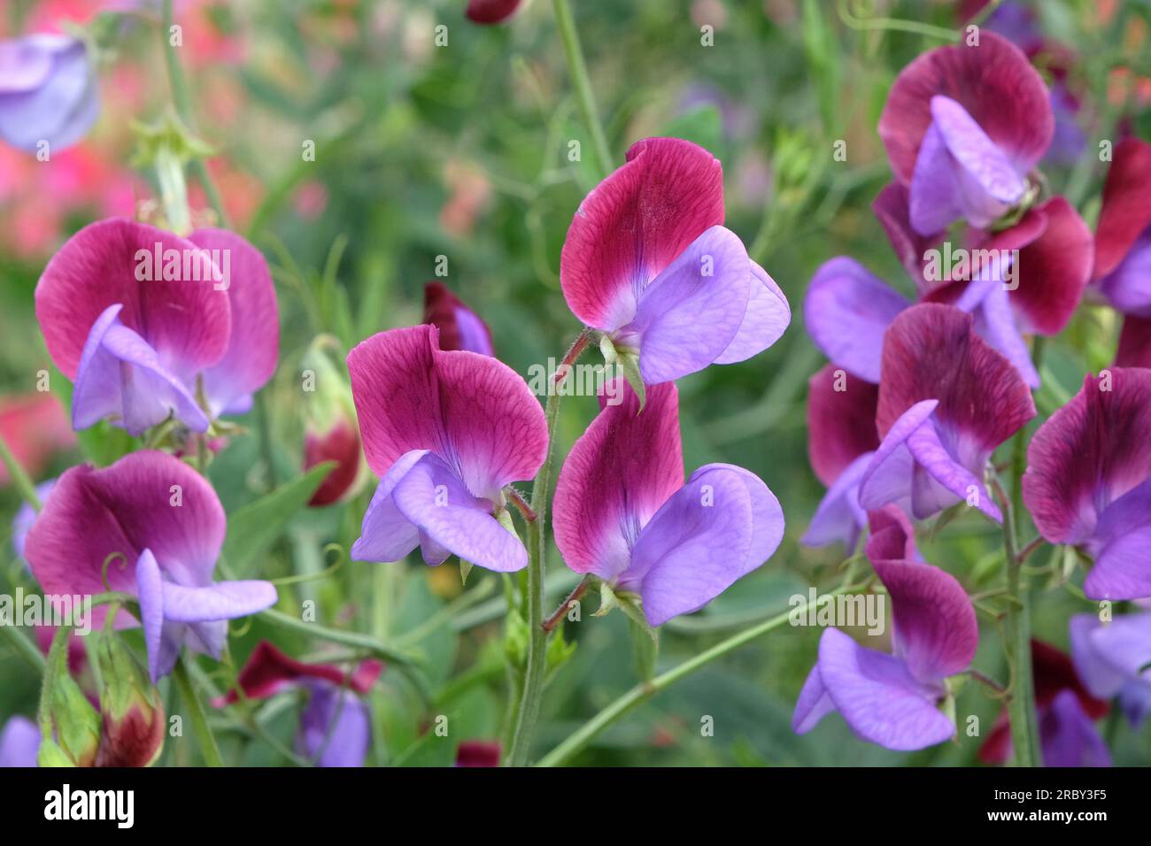 Lathyrus odoratus Cedric Morris in flower. Stock Photo