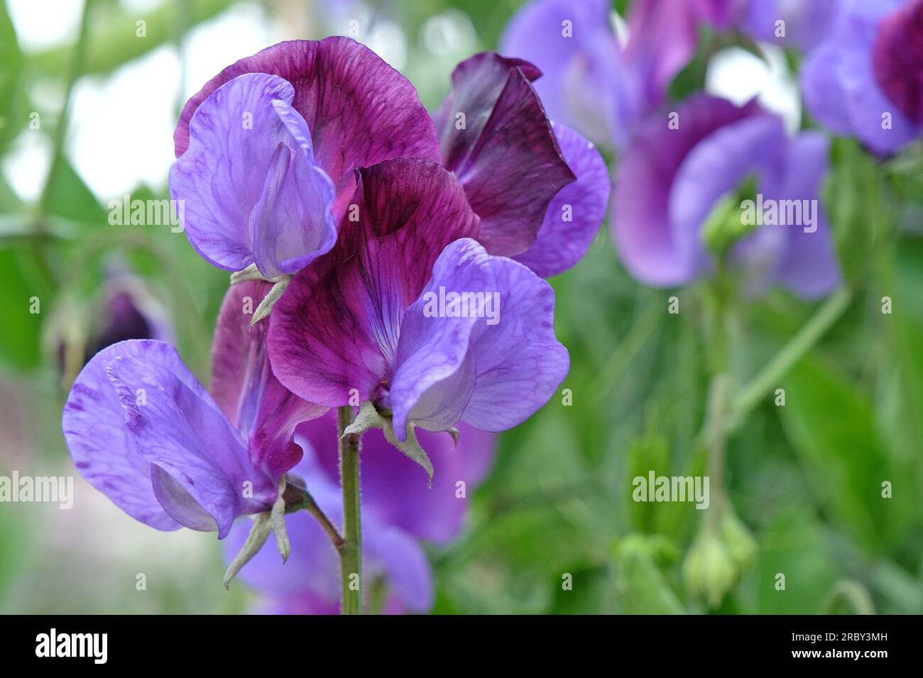Lathyrus odoratus 'Indigo King' in flower. Stock Photo