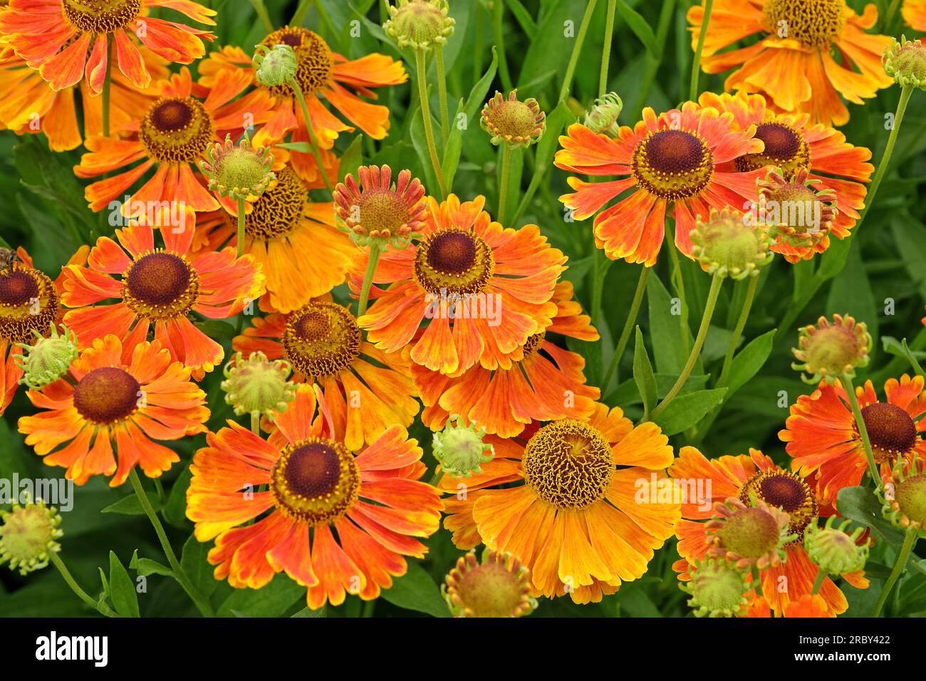Orange Helenium 'Waltraut' in flower. Stock Photo
